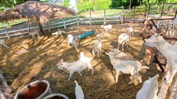 Goats interacting in a sunny farm enclosure video