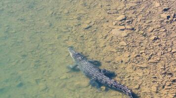 A saltwater crocodile glides through clear waters in Port Douglas, captured from above with natural lighting video