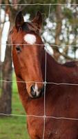 A horse stands behind a wire fence in a grassy area with trees, under natural daylight video