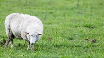 A Romney sheep grazes peacefully in a vibrant green field under soft natural lighting in Queenstown, New Zealand video