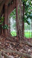 Close-up of banyan tree roots and foliage in a serene park setting, showcasing intricate textures and natural beauty video