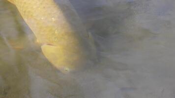 A serene view of a koi fish gliding underwater. video