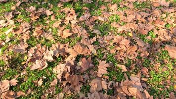 Fallen leaves in a riverside park video