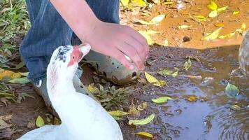 A person gently interacts with a duck near a puddle on a sunny farm, showcasing a peaceful rural scene video