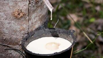 Close-up of latex dripping into a cup from a rubber tree, highlighting traditional tapping methods video