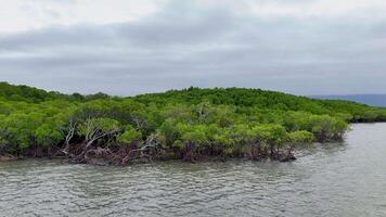 Drone footage captures lush mangroves and tidal waters under overcast skies in Port Douglas, Queensland video