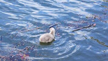 Ducklings swim and explore a lake in Queenstown. Bright daylight enhances the serene, natural setting with gentle water ripples video