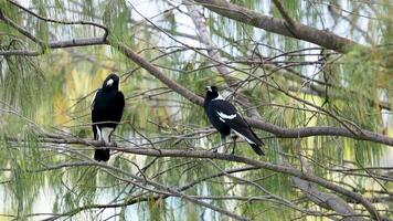 Two Australian magpies perched on branches, interacting in a natural setting with soft daylight and lush greenery video