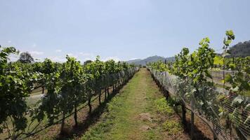 A vineyard with rows of grapevines video