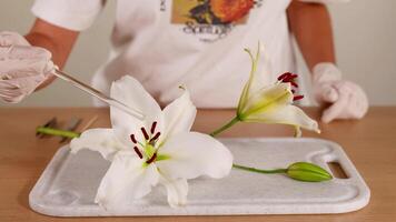 A scientist uses tools to examine a lily flower on a tray. The setting is well-lit with a focus on the flower's structure video