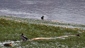 Mallard ducks interact on a grassy lakeside in Wanaka, New Zealand. Natural lighting highlights the serene environment and gentle water movement video