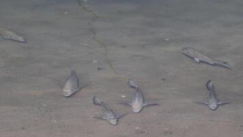 Group of white mullet fish in shallow water video