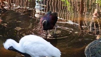 Glossy ibis and spoonbill in a pond video
