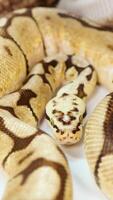 A corn snake moves gracefully, showcasing its distinctive patterns and colors in a well-lit environment video