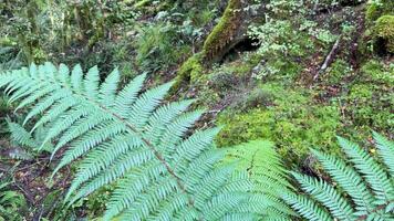 Vibrant green ferns in a serene forest environment with soft natural lighting and minimal camera movement video
