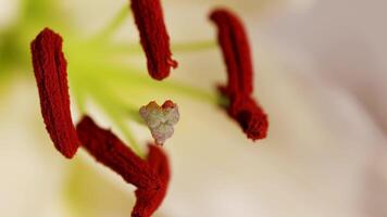 Close-up of lily flower stamens and pistil with subtle camera movement, highlighting intricate details and vibrant colors video