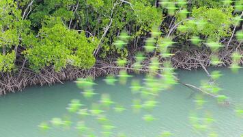 Aerial view of vibrant birds flying over lush mangroves in Port Douglas, Queensland, with dynamic motion and natural lighting video