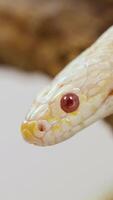 A corn snake in a natural setting flicks its tongue, captured in close-up with soft lighting and shallow depth of field video