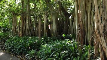 Time-lapse of a banyan tree's expanding roots video