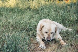 labrador lying on green grass relaxing outdoors wet fur dog in backyard garden during summer golden light resting in nature concept of pet care animal health veterinary photo