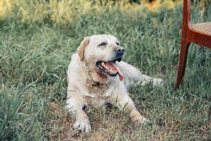 labrador resting on grass with open mouth and tongue out summer outdoor scene with green lawn and wooden chair concept of pet care veterinary clinic animal shelter photo