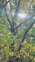 Sunlight streams through vibrant autumn leaves, creating a serene and natural ambiance in a forested area at Lake Tekapo video