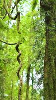 Lush green vines twist around trees in a tranquil forest setting with soft natural lighting video