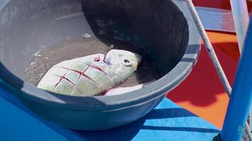 A fish with filleting marks rests in a bucket on a boat under bright sunlight in Phuket, Thailand video