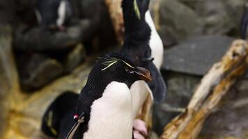 Penguin tilting head in various angles video