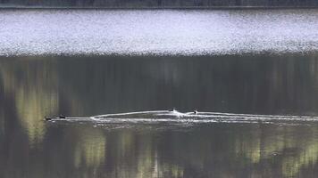 Ducks glide smoothly across a reflective lake video