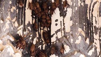 A bat ascends vertically on a rough wall surface. video