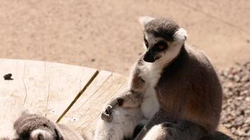 Lemurs interacting on a wooden platform video