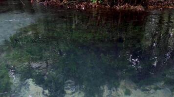 Kayaking in clear water amidst lush greenery video