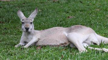 Kangaroo lounging and observing in a grassy field video