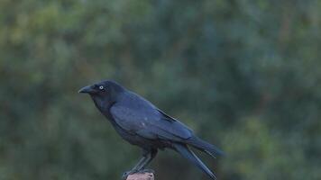 A crow chirping while perched on a post video