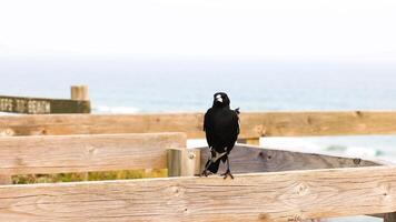An Australian magpie perches on a wooden fence, overlooking the ocean at Barwon Heads, with gentle natural lighting video