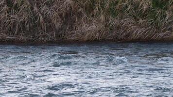 Duck submerges and resurfaces while swimming video