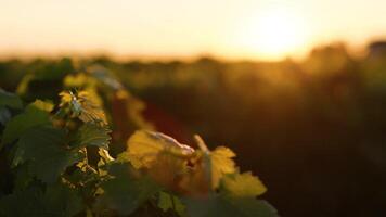 Grapevines basking in the warm sunset glow video