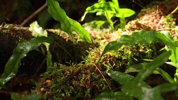 Lush greenery in a forest setting video