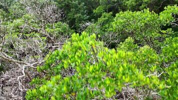 Aerial footage captures lush greenery and dense canopy of Daintree Rainforest, showcasing vibrant foliage and intricate mangrove roots video