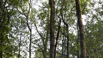 Lush green trees in a serene rainforest video