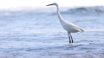 Egret wading and hunting in ocean waves video