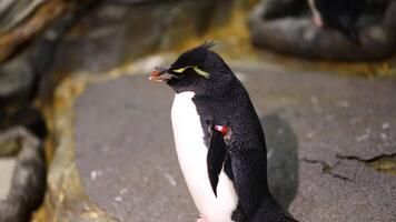 A penguin calls out while standing among rocks. video