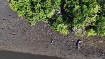 Aerial footage captures a saltwater crocodile on a muddy riverbank near lush mangroves in Port Douglas, Australia video