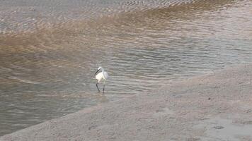 A solitary egret explores a shallow rippling stream. video