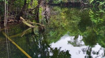 Lush rainforest mirrored in tranquil waterway video
