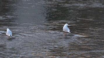 Seagull remains stationary in gently flowing water video
