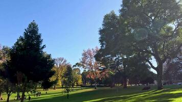 Trees and grass in a peaceful park setting video