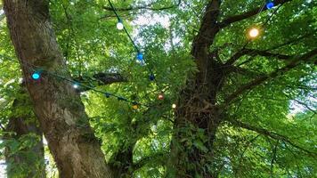 String lights adorn trees in a lush setting video