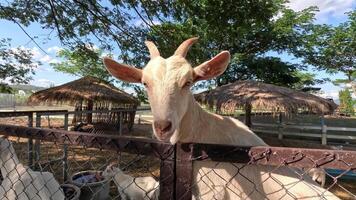 Goat moving and looking around near a fence. video